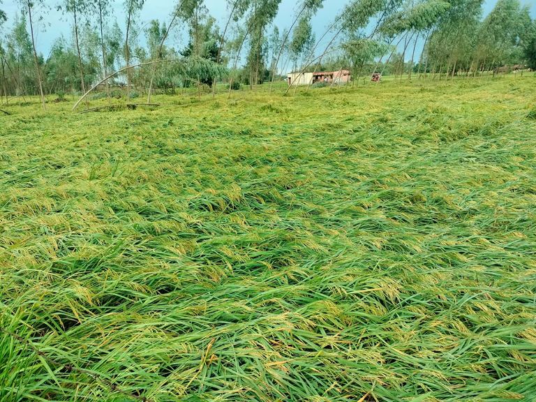 चक्रवात अर्नब से फसल नुकसान पर किसानों को सहायता देने के निर्देश देते मुख्यमंत्री विष्णु देव साय
